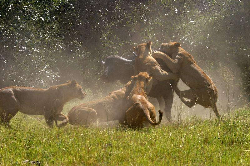 Picture 5 of Okavango Plain - World Natural Heritage in Botswana