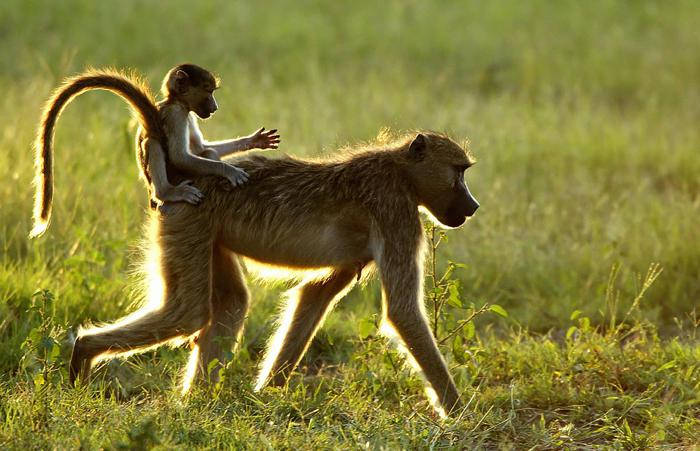 Picture 6 of Okavango Plain - World Natural Heritage in Botswana