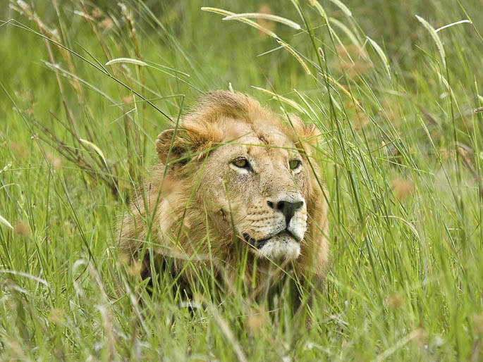Picture 7 of Okavango Plain - World Natural Heritage in Botswana