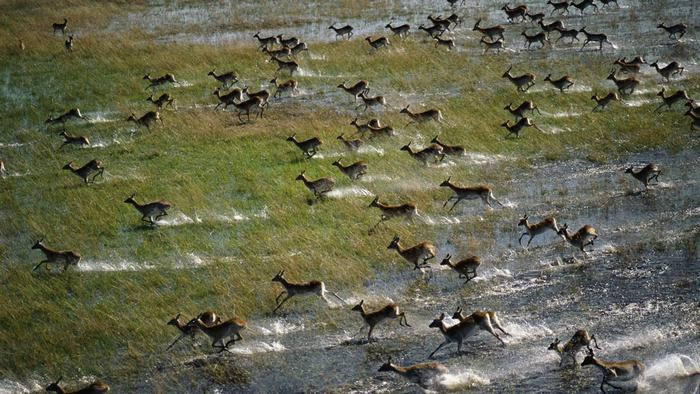 Picture 8 of Okavango Plain - World Natural Heritage in Botswana