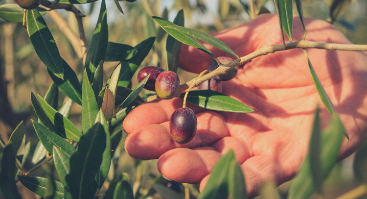 Picture 1 of Olive seeds that have carbonized can be used in construction