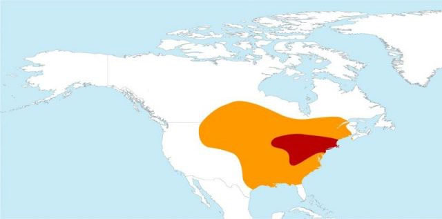 Picture 4 of Once the ruler of the sky, why did the passenger pigeon disappear in silence?