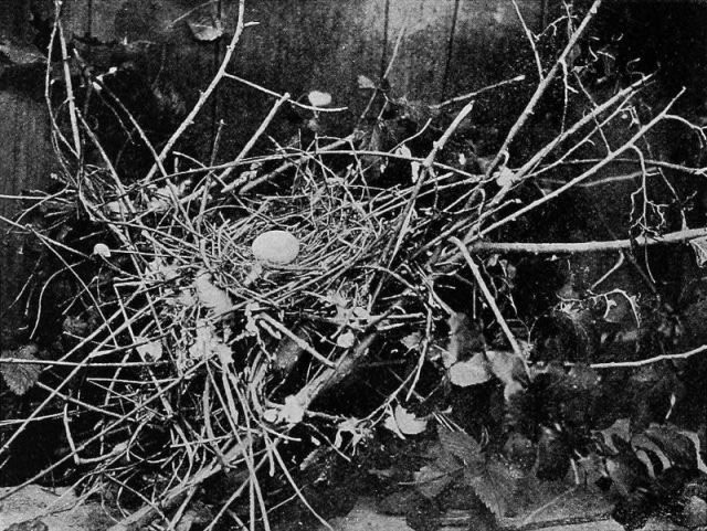 Picture 5 of Once the ruler of the sky, why did the passenger pigeon disappear in silence?