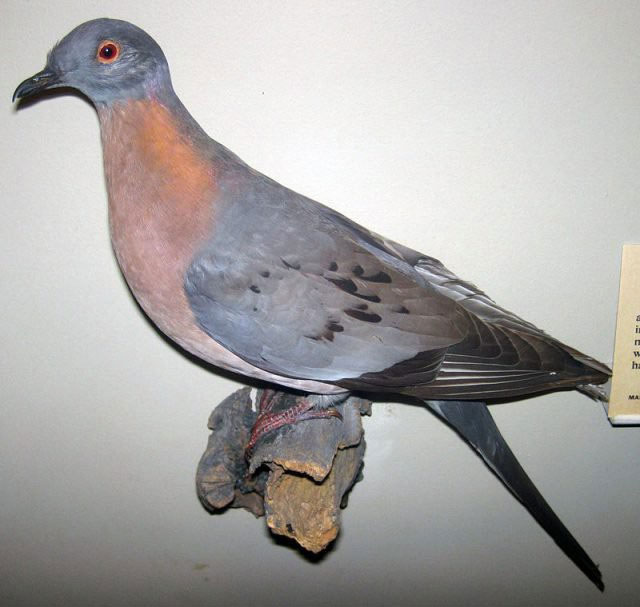 Picture 6 of Once the ruler of the sky, why did the passenger pigeon disappear in silence?