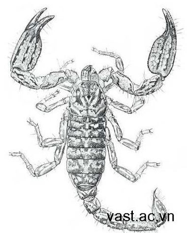 Picture 1 of One more scorpion was discovered in Vietnam