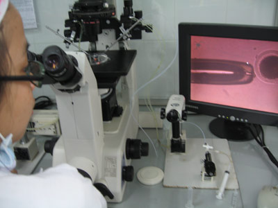 Picture 2 of One more step: Cloning of primates