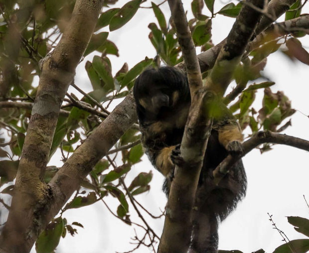 Picture 2 of One of the most mysterious animals in the Amazon for the first time