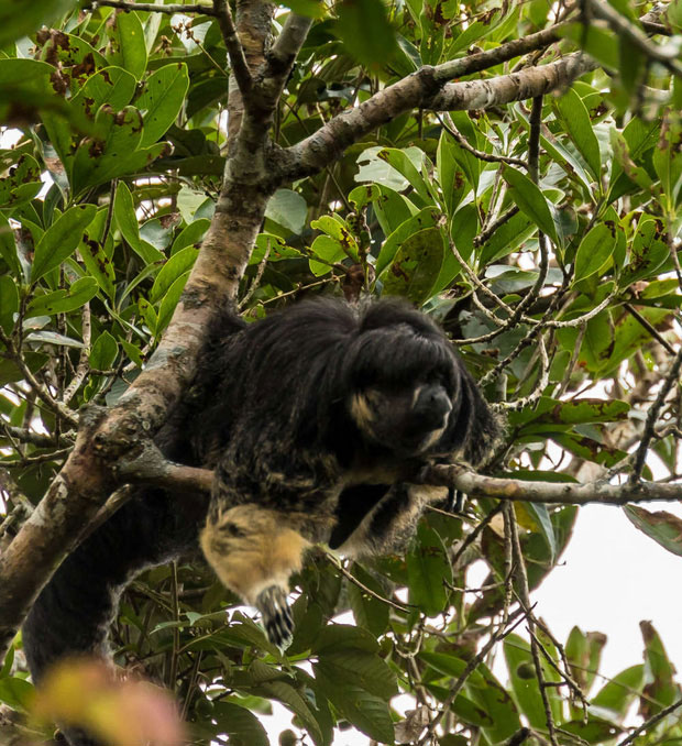Picture 3 of One of the most mysterious animals in the Amazon for the first time