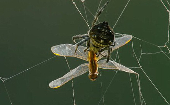 Picture 1 of One time reporter is up to 25m long, super spider is real?
