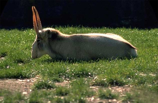 Picture 1 of One-fifth of animals are at risk of extinction