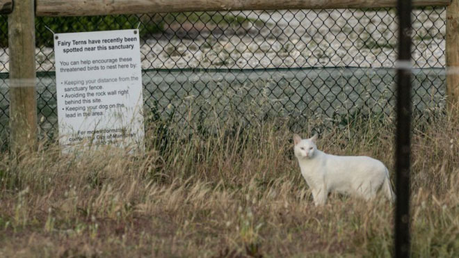 Picture 1 of Only a single castrated cat can massacre the entire ecosystem