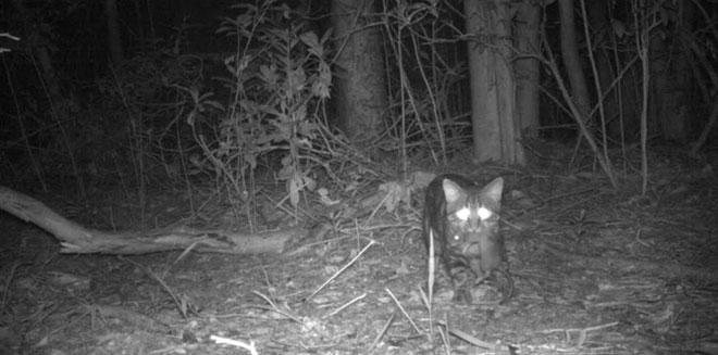 Picture 5 of Only a single castrated cat can massacre the entire ecosystem