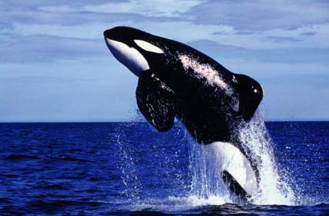 Picture 1 of Oppose the point of killing whales to study