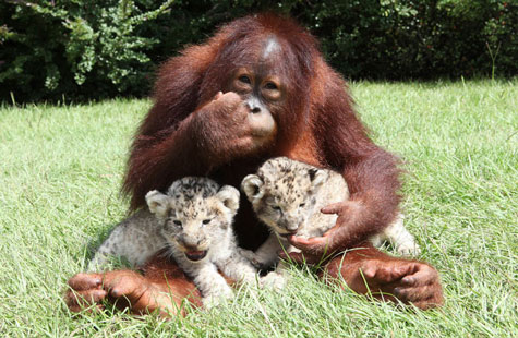 Picture 1 of Orangutan father, adopted child ... lion