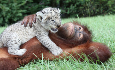 Picture 2 of Orangutan father, adopted child ... lion