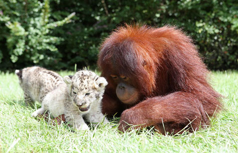 Picture 4 of Orangutan father, adopted child ... lion