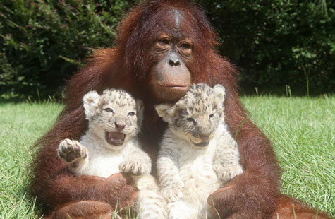 Picture 5 of Orangutan father, adopted child ... lion