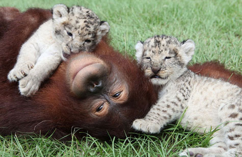 Picture 6 of Orangutan father, adopted child ... lion