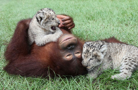 Picture 7 of Orangutan father, adopted child ... lion