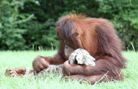 Picture 8 of Orangutan father, adopted child ... lion