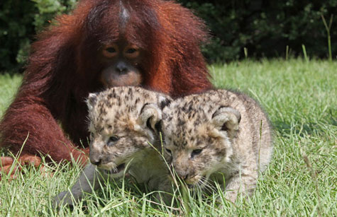 Picture 9 of Orangutan father, adopted child ... lion