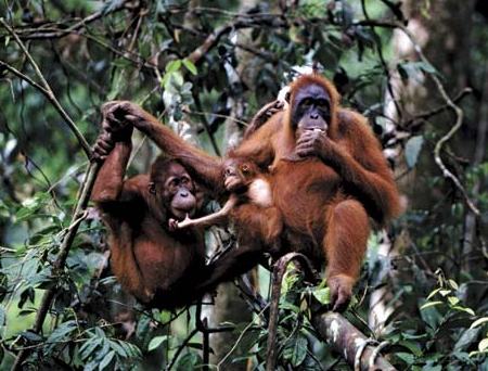 Picture 1 of Orangutans also know how to spend money