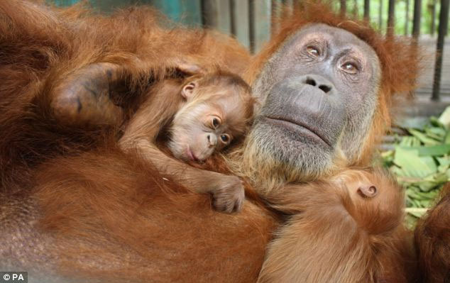 Picture 2 of Orangutans escape blind thanks to surgery