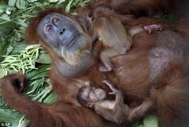 Picture 3 of Orangutans escape blind thanks to surgery