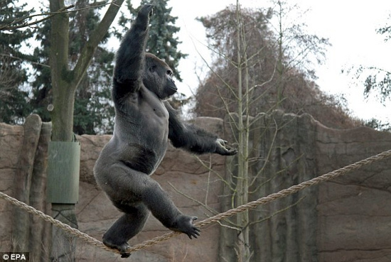 Picture 1 of Orangutans go on like a circus actor