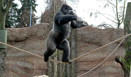 Picture 2 of Orangutans go on like a circus actor