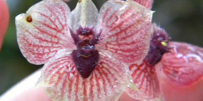 Picture 1 of Orchids face rare demon faces in Colombia