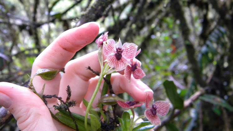 Picture 2 of Orchids face rare demon faces in Colombia