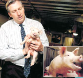 Picture 1 of Organ transplants between species