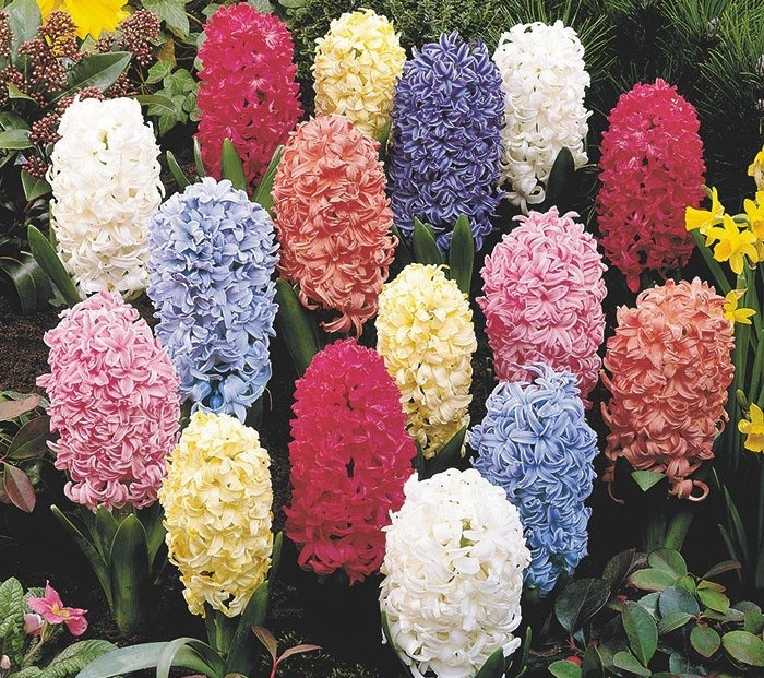 Picture 2 of Origin and meaning of Tien Ong flower (Da Lan Huong)
