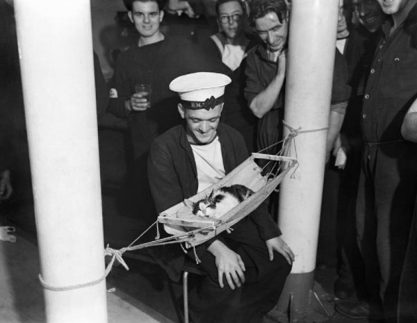 Picture 1 of Oscar - the witness cat of 5 consecutive shipwrecks in World War 2