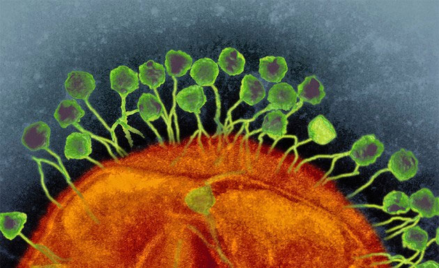 Picture 2 of Our bodies contain 380 trillion viruses, what are they doing in there?