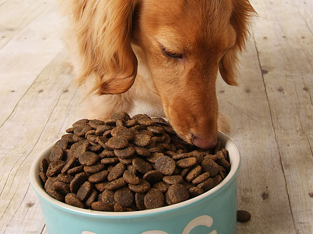 Picture 2 of Our way of raising dogs is causing the Earth to warm up every day