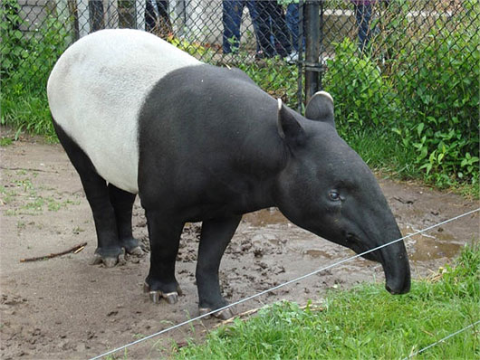 Picture 4 of Outlandish pig fauna comes from ancient times