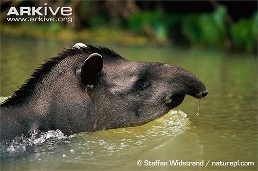 Picture 5 of Outlandish pig fauna comes from ancient times