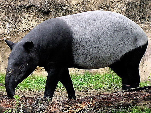 Picture 6 of Outlandish pig fauna comes from ancient times