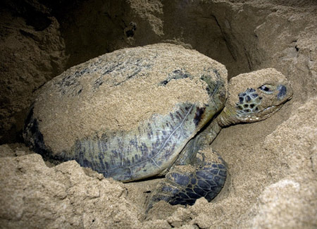 Picture 1 of 'Outrun' with sea turtles
