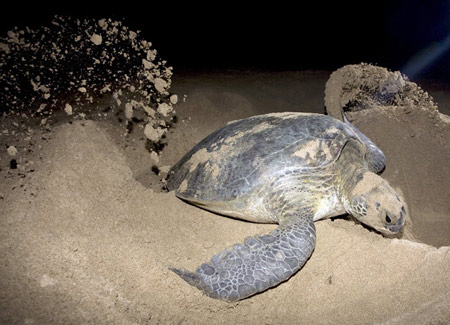 Picture 2 of 'Outrun' with sea turtles