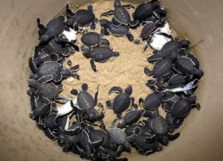 Picture 5 of 'Outrun' with sea turtles