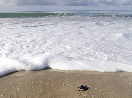 Picture 6 of 'Outrun' with sea turtles