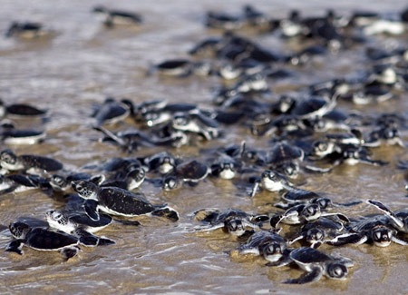 Picture 7 of 'Outrun' with sea turtles