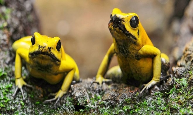 Picture 10 of Outstanding sprawling colors of tree frogs