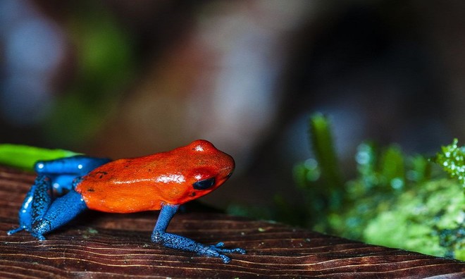 Picture 8 of Outstanding sprawling colors of tree frogs