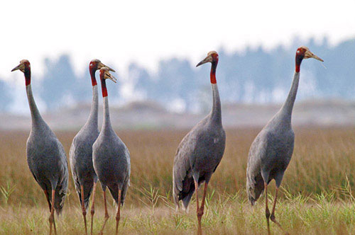 Picture 1 of Over 31 billion VND protects Tram Chim National Park