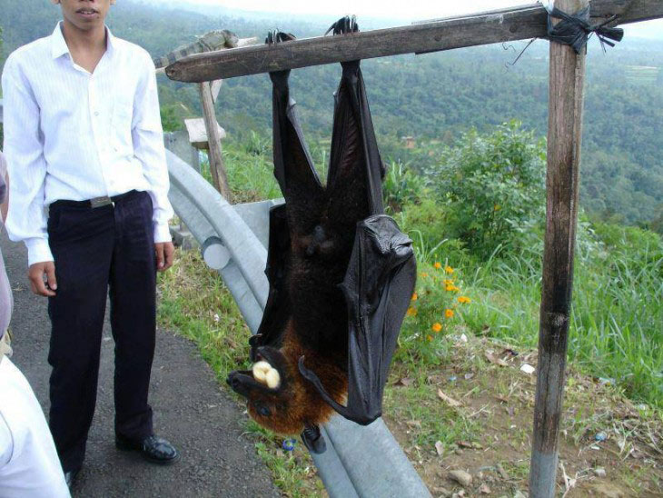 Picture 10 of Oversized animals