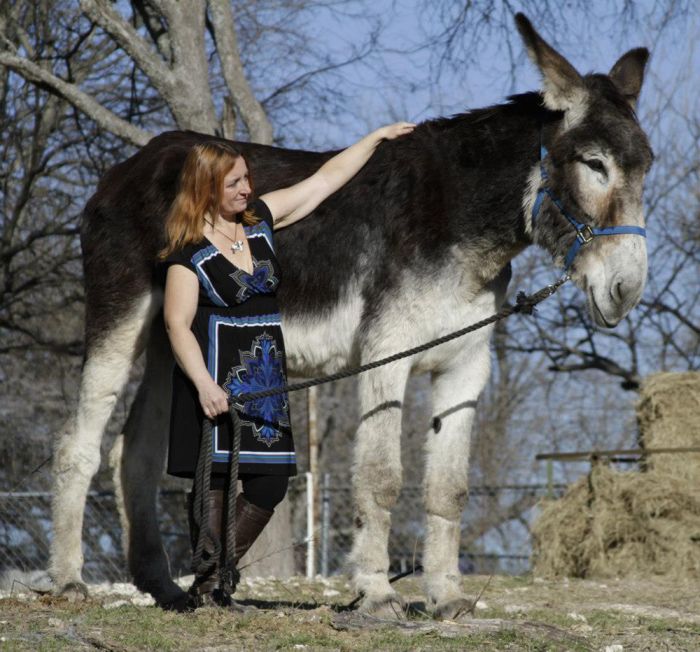 Picture 6 of Oversized animals